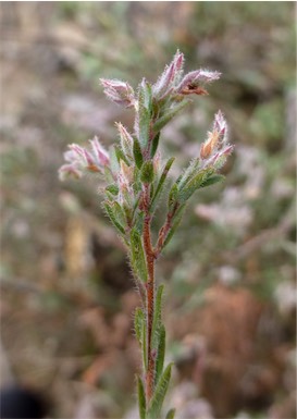 APII jpeg image of Leucopogon microphyllus var. pilibundus  © contact APII