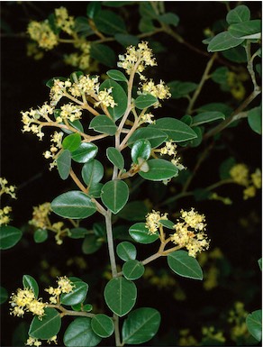 APII jpeg image of Pomaderris andromedifolia  © contact APII