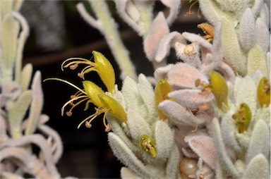 APII jpeg image of Eremophila glabra subsp. elegans  © contact APII