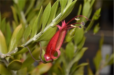 APII jpeg image of Eremophila decipiens subsp. decipiens  © contact APII