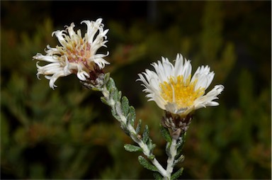 APII jpeg image of Olearia 'fuzzy'  © contact APII