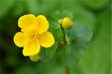 APII jpeg image of Caltha palustris  © contact APII