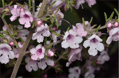 APII jpeg image of Prostanthera stenophylla  © contact APII