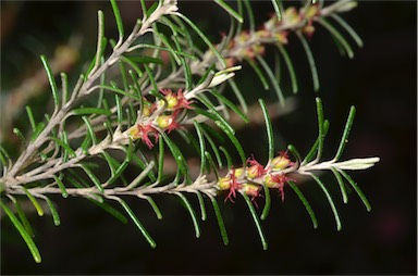 APII jpeg image of Bertya rosmarinifolia  © contact APII