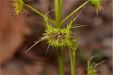 APII jpeg image of Drosera peltata  © contact APII