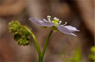 APII jpeg image of Drosera peltata  © contact APII