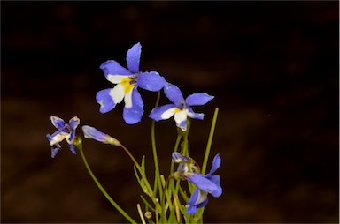 APII jpeg image of Lobelia claviflora  © contact APII