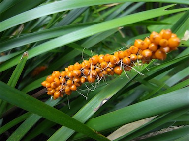 APII jpeg image of Lomandra spicata  © contact APII