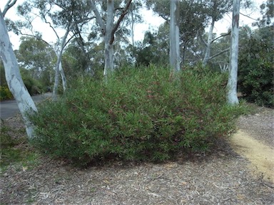 APII jpeg image of Grevillea oleoides  © contact APII