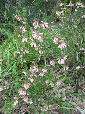 APII jpeg image of Epacris calvertiana var. versicolor  © contact APII