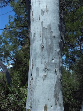 APII jpeg image of Eucalyptus mannifera  © contact APII