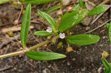 APII jpeg image of Oldenlandia corymbosa var. corymbosa  © contact APII