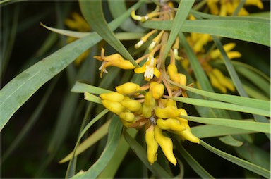 APII jpeg image of Persoonia falcata  © contact APII