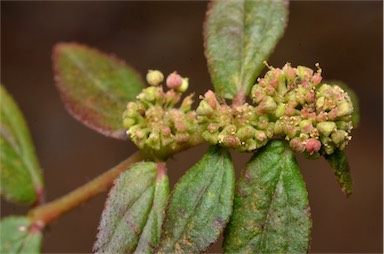 APII jpeg image of Euphorbia hirta  © contact APII