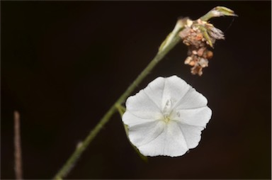 APII jpeg image of Evolvulus alsinoides var. decumbens  © contact APII