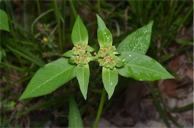 APII jpeg image of Euphorbia heterophylla  © contact APII