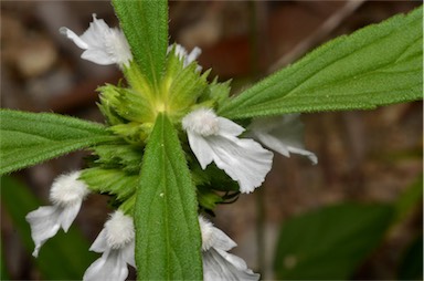 APII jpeg image of Leucas lavandulifolia  © contact APII