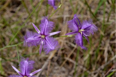 APII jpeg image of Thysanotus banksii  © contact APII