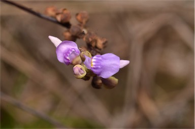 APII jpeg image of Utricularia caerulea  © contact APII