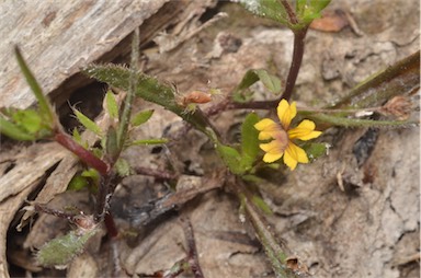 APII jpeg image of Goodenia pilosa  © contact APII