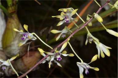 APII jpeg image of Dendrobium canaliculatum  © contact APII