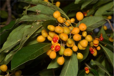 APII jpeg image of Pittosporum ferrugineum subsp. linifolium  © contact APII