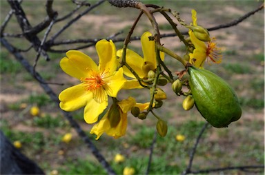 APII jpeg image of Cochlospermum gillivraei  © contact APII