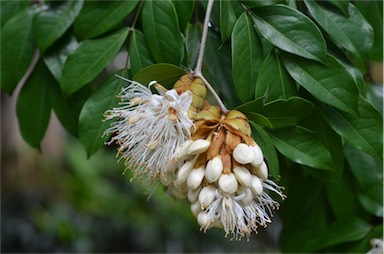 APII jpeg image of Maniltoa lenticellata  © contact APII