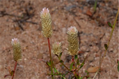 APII jpeg image of Celosia argentea  © contact APII