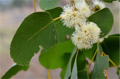 APII jpeg image of Eucalyptus platyphylla  © contact APII