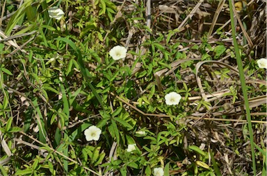 APII jpeg image of Merremia quinquefolia  © contact APII