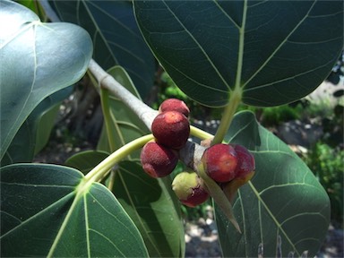 APII jpeg image of Ficus virens  © contact APII