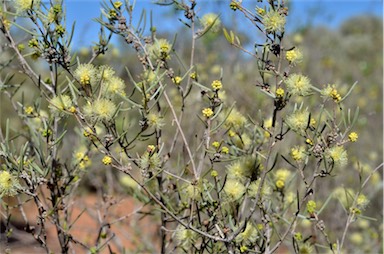 APII jpeg image of Melaleuca glomerata  © contact APII