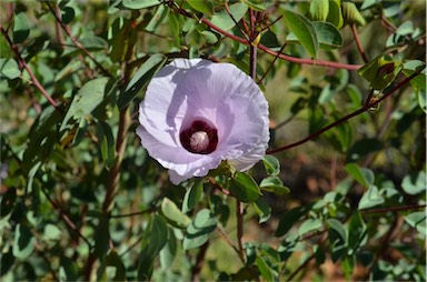 APII jpeg image of Gossypium sturtianum  © contact APII