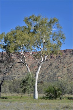 APII jpeg image of Corymbia aparrerinja  © contact APII