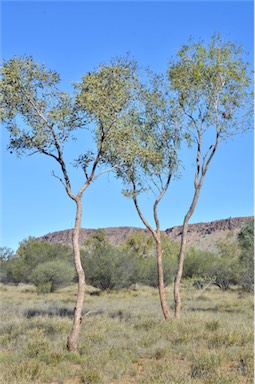 APII jpeg image of Corymbia opaca  © contact APII