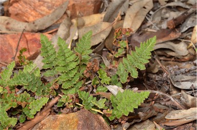 APII jpeg image of Cheilanthes lasiophylla  © contact APII