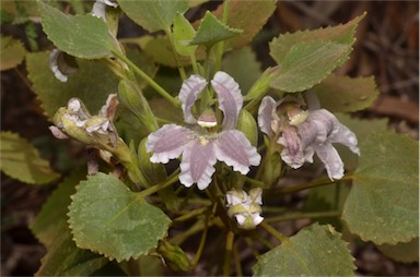 APII jpeg image of Goodenia grandiflora  © contact APII