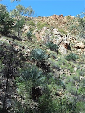 APII jpeg image of Macrozamia macdonnellii  © contact APII