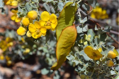 APII jpeg image of Senna artemisioides subsp. helmsii  © contact APII