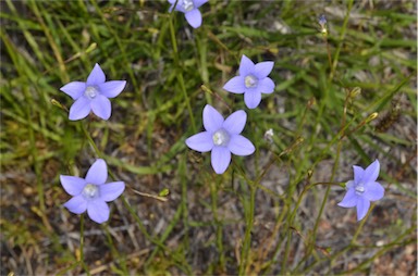 APII jpeg image of Wahlenbergia queenslandica  © contact APII