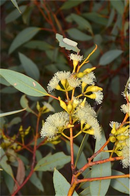 APII jpeg image of Eucalyptus socialis  © contact APII