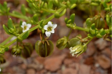 APII jpeg image of Zygophyllum tesquorum  © contact APII