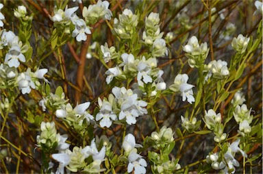 APII jpeg image of Prostanthera striatiflora  © contact APII