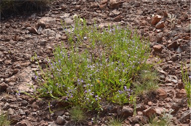 APII jpeg image of Scaevola glabrata  © contact APII