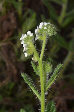 APII jpeg image of Heliotropium asperrimum  © contact APII