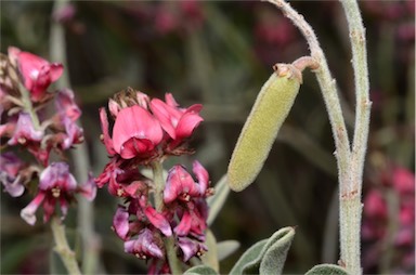 APII jpeg image of Indigofera basedowii  © contact APII