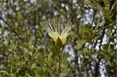 APII jpeg image of Capparis mitchellii  © contact APII