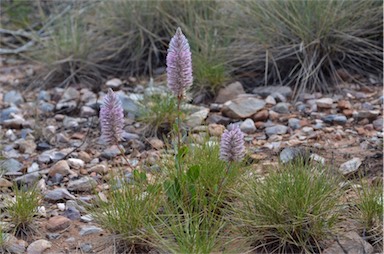 APII jpeg image of Ptilotus nobilis  © contact APII