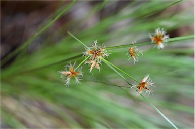 APII jpeg image of Cyperus centralis  © contact APII